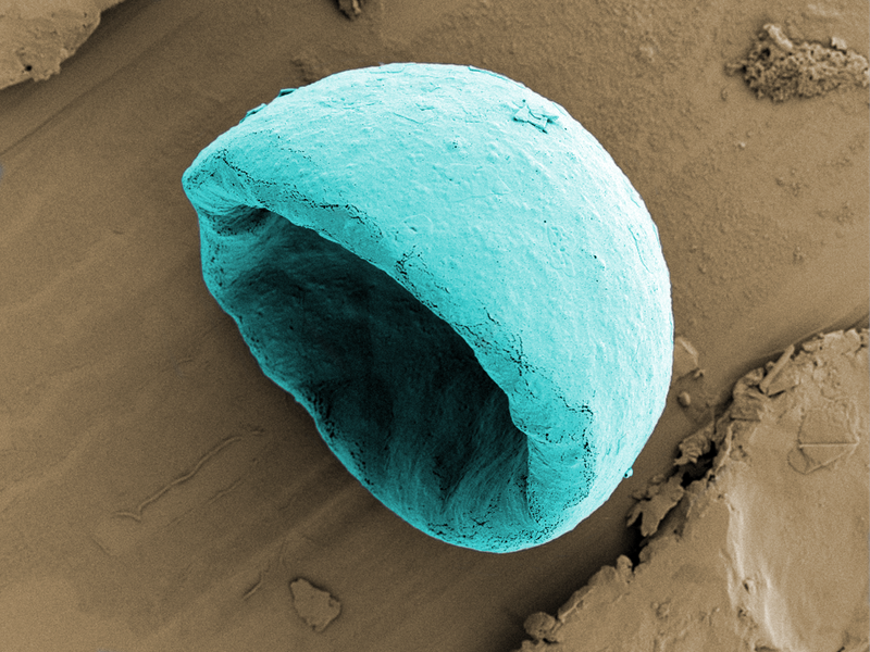 A colorized image of a biodegradable microbowl that could potentially deliver drugs more efficiently. By Tayo Sanders II - University of Oxford (Image via EPSRC)